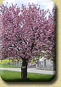 Prunus serrulata kanzan Prunus serrulata kanzan