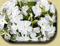 Phlox blütezeit